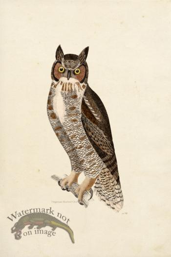 KO 06 Virginian Owl